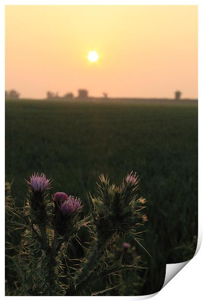 Thistle Sunset Print by Adrian Wilkins