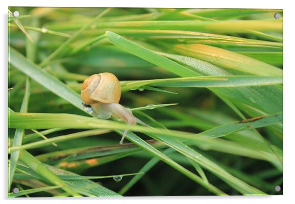 Bradwell Snail Acrylic by Adrian Wilkins