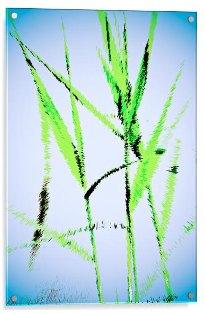 Water Reed Digital art Acrylic by David Pyatt