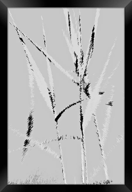 Water Reed Digital art Framed Print by David Pyatt