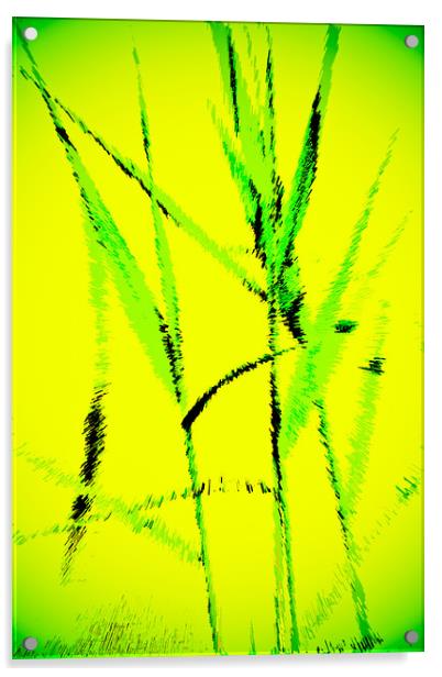 Water Reed Digital art Acrylic by David Pyatt