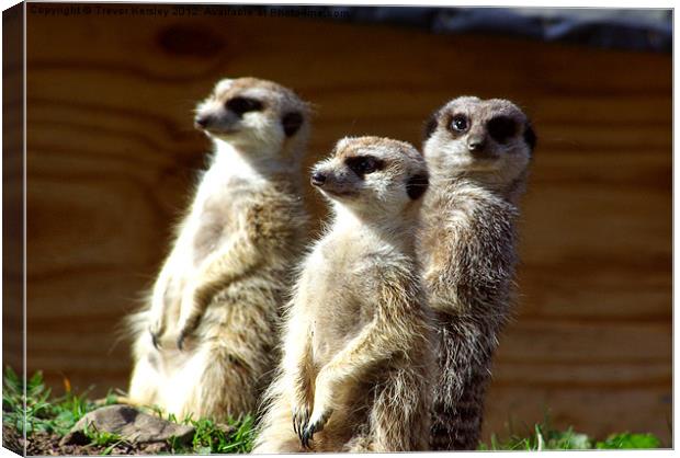 The Three of Us Canvas Print by Trevor Kersley RIP