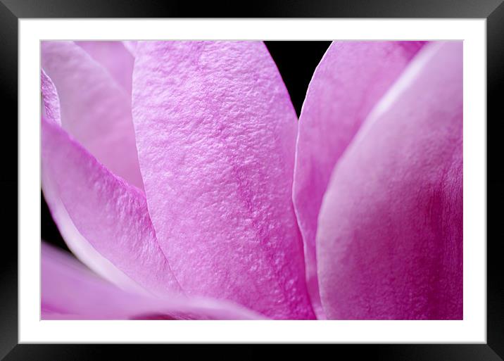 Magnolia Petals Framed Mounted Print by Mary Lane