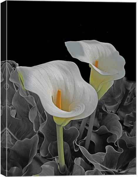 Lillies Canvas Print by Derek Vines