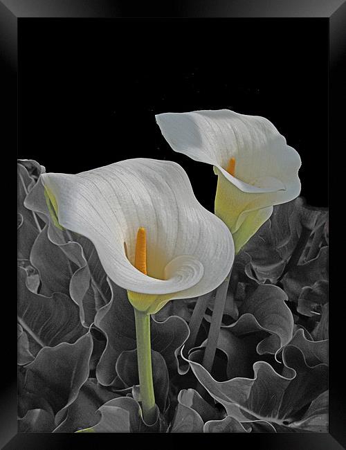 Lillies Framed Print by Derek Vines