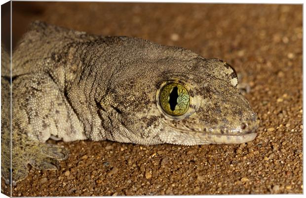 Gecko Canvas Print by Olgast 