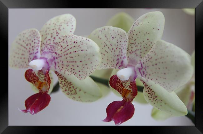 Cymbidium Orchid Framed Print by Kevin Warner