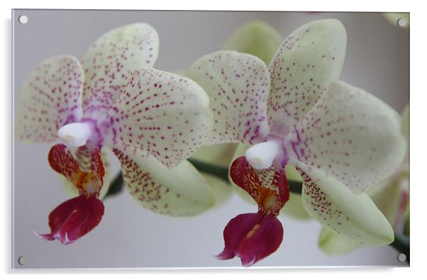 Cymbidium Orchid Acrylic by Kevin Warner
