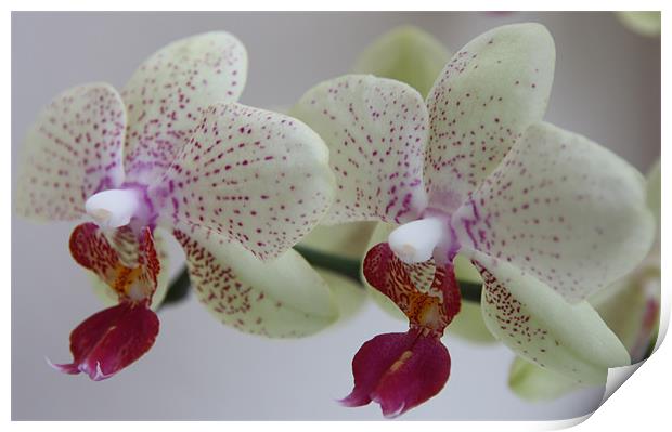 Cymbidium Orchid Print by Kevin Warner