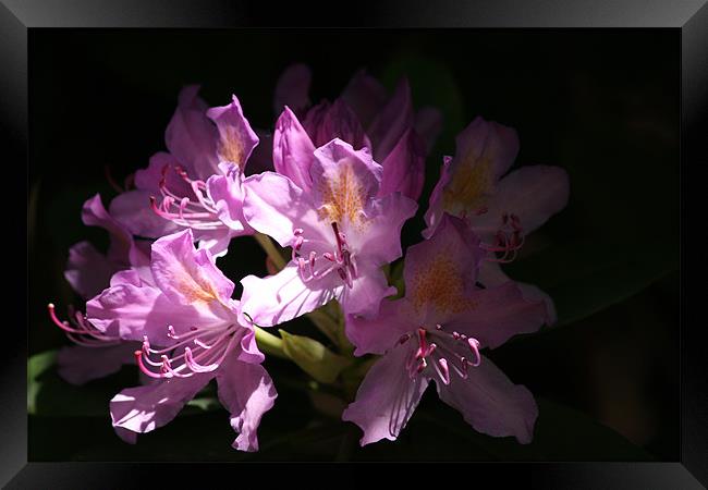 Shaded Rhododendron Framed Print by Linda Brown