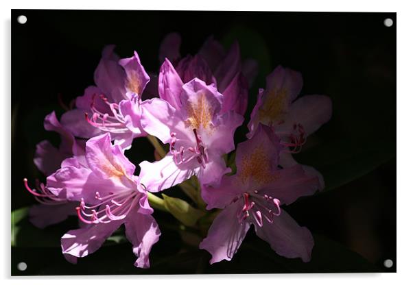 Shaded Rhododendron Acrylic by Linda Brown