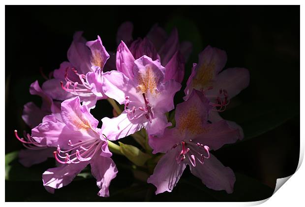 Shaded Rhododendron Print by Linda Brown
