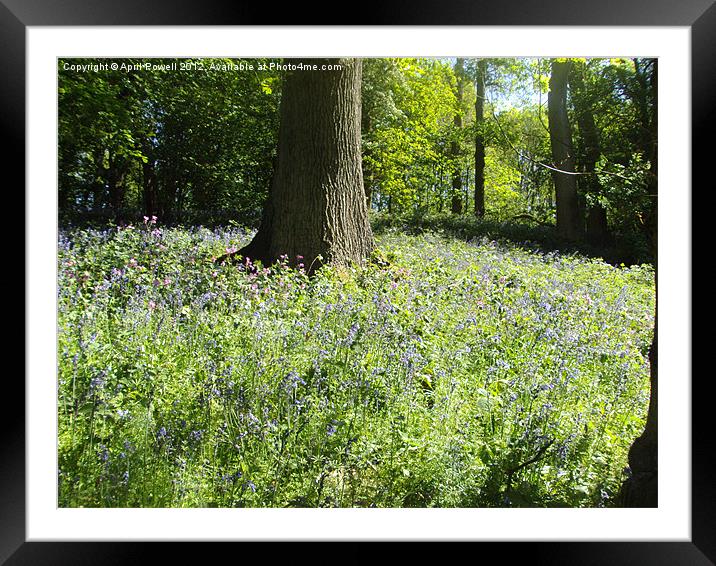 Carpet of Blue Bells Framed Mounted Print by April Powell