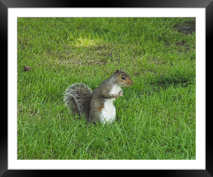 squirrel on watch Framed Mounted Print by george pinker