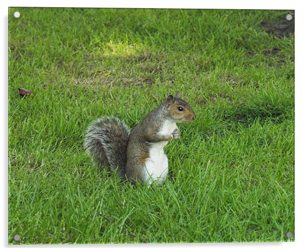 squirrel on watch Acrylic by george pinker