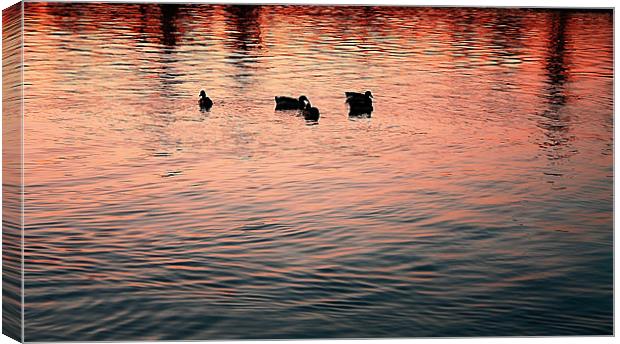 sillouette of ducks on the lake Canvas Print by Isabel Antonelli