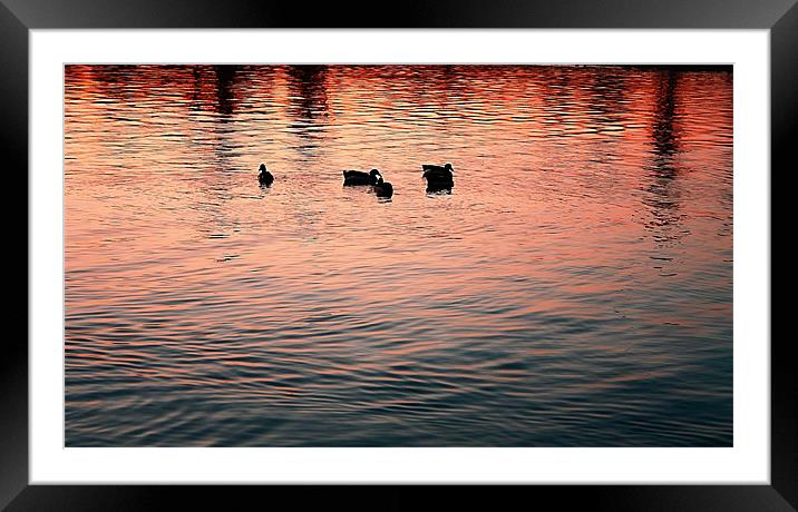 sillouette of ducks on the lake Framed Mounted Print by Isabel Antonelli