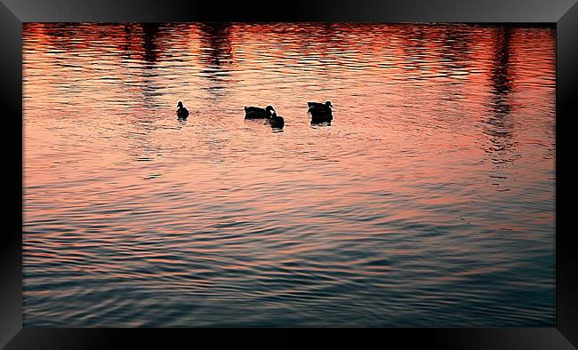 sillouette of ducks on the lake Framed Print by Isabel Antonelli