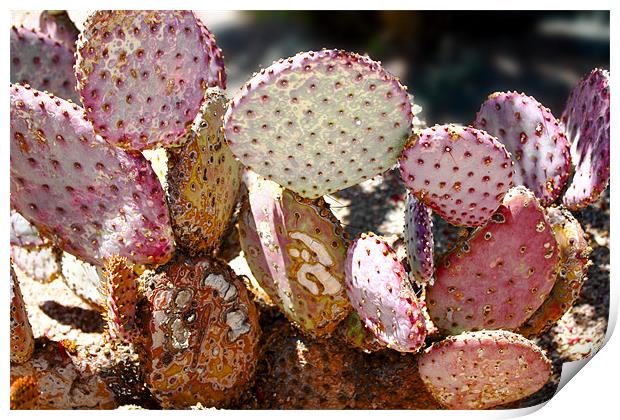 Desert Cacti Print by Isabel Antonelli