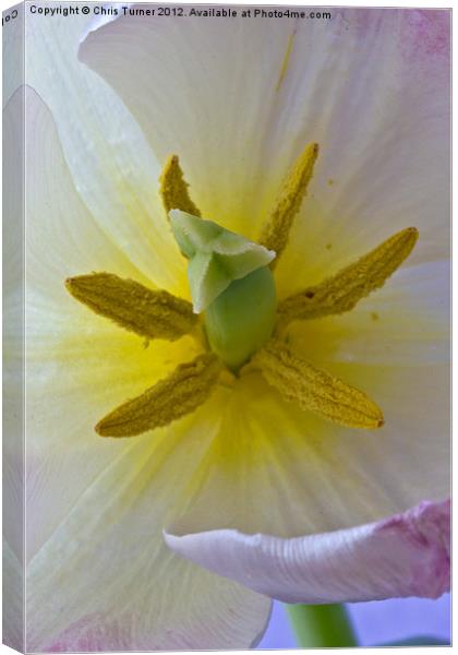 Tulip stigma & stamen Canvas Print by Chris Turner