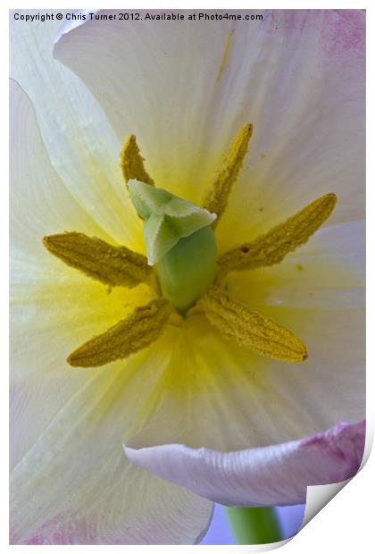 Tulip stigma & stamen Print by Chris Turner