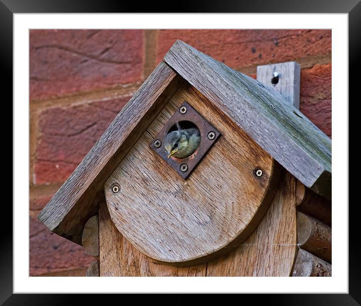 Blue Tit Chick, Maybe Tomorrow? Framed Mounted Print by Bill Simpson