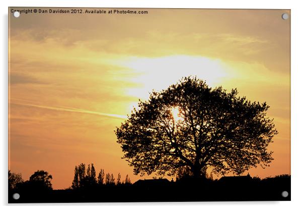 Tree Sunset Silhouette Acrylic by Dan Davidson