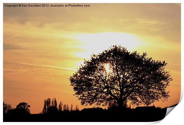 Tree Sunset Silhouette Print by Dan Davidson