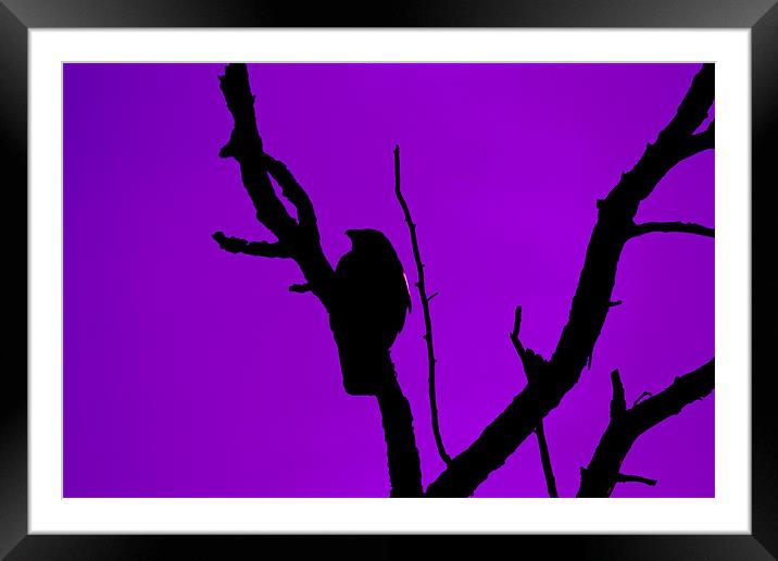 Crow silhouette against Purple Sky Framed Mounted Print by Bill Simpson