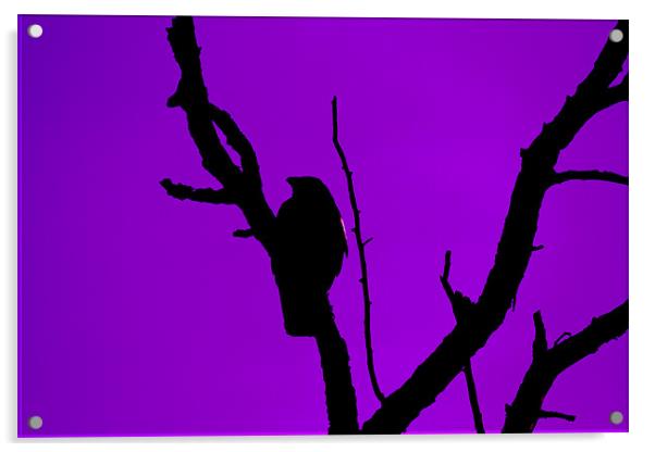 Crow silhouette against Purple Sky Acrylic by Bill Simpson