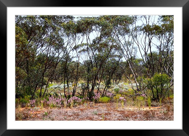 Mallee Scrub at Mungo Framed Mounted Print by Carole-Anne Fooks