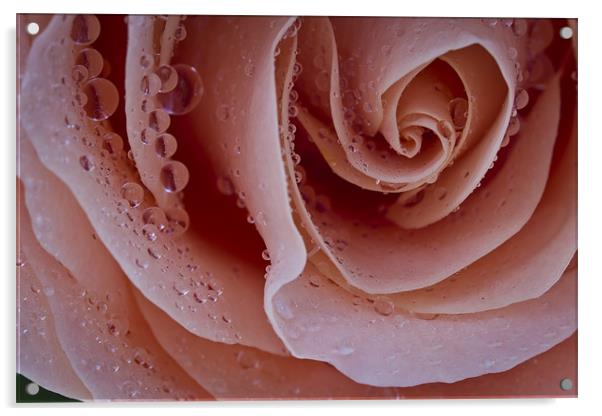 Dewy Rose Acrylic by David Merrifield