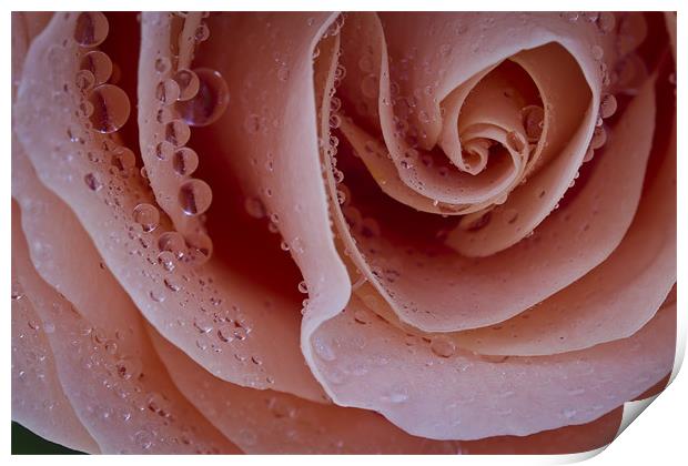 Dewy Rose Print by David Merrifield