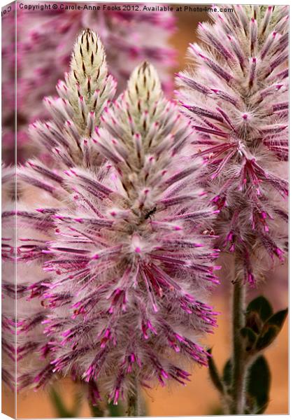 Mulla Mulla Wildflowers Canvas Print by Carole-Anne Fooks