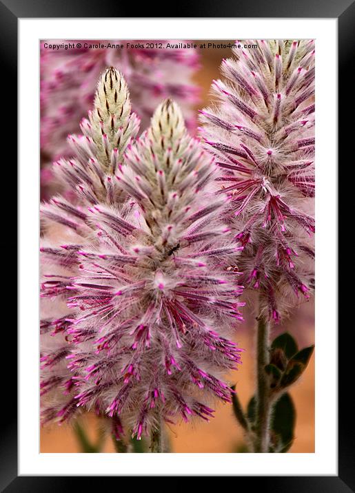 Mulla Mulla Wildflowers Framed Mounted Print by Carole-Anne Fooks