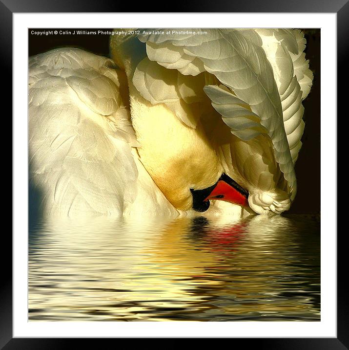 Swan Reflections Framed Mounted Print by Colin Williams Photography