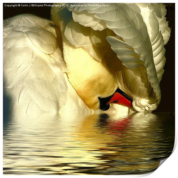 Swan Reflections Print by Colin Williams Photography