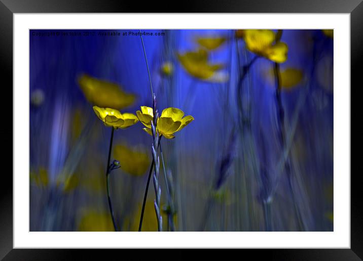 Buttercup Framed Mounted Print by les tobin