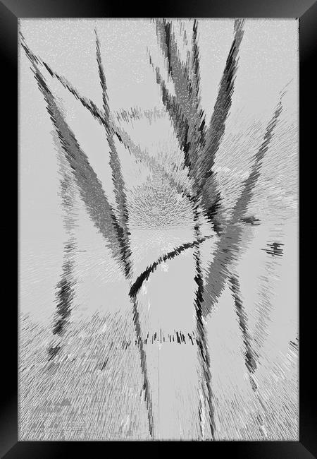 Water Reed Digital Art Framed Print by David Pyatt