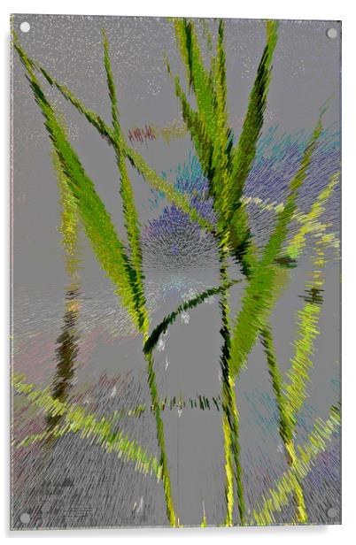 Water Reed Digital art Acrylic by David Pyatt