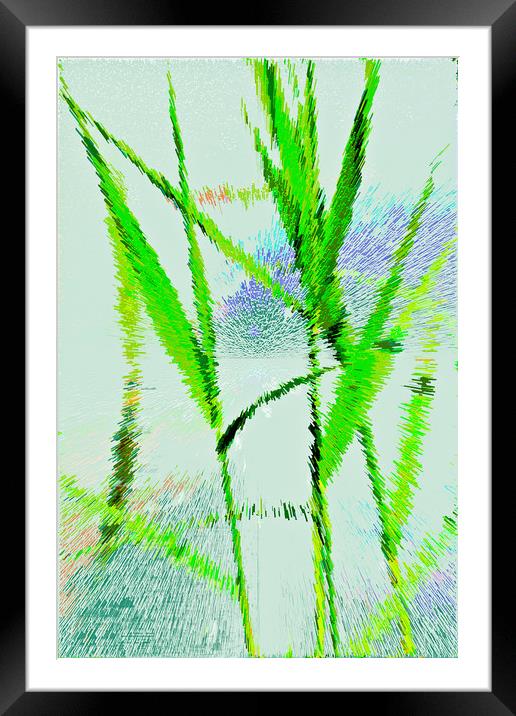 Water Reed Digital art Framed Mounted Print by David Pyatt