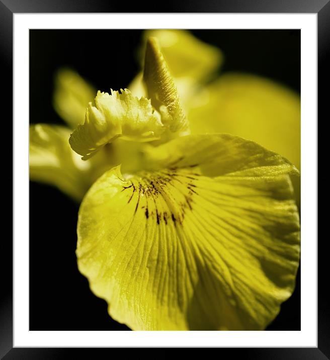 Yellow Iris Framed Mounted Print by Mary Lane