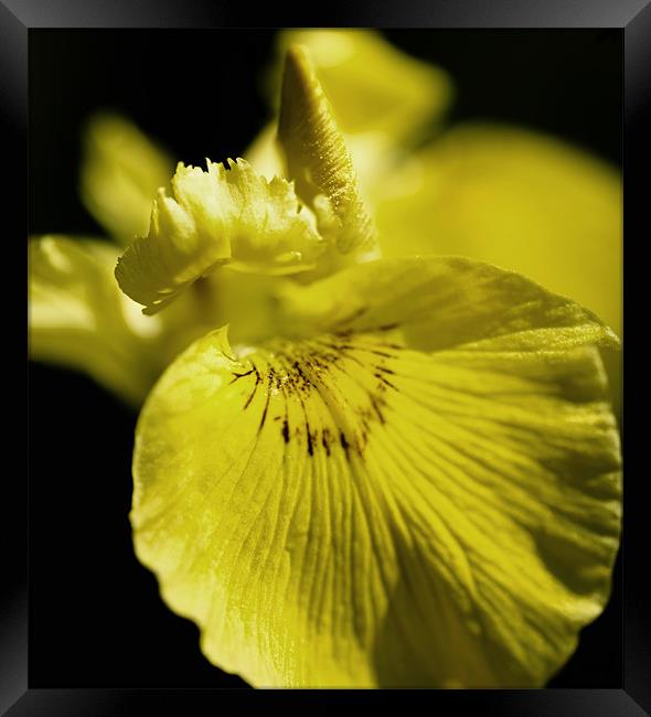 Yellow Iris Framed Print by Mary Lane
