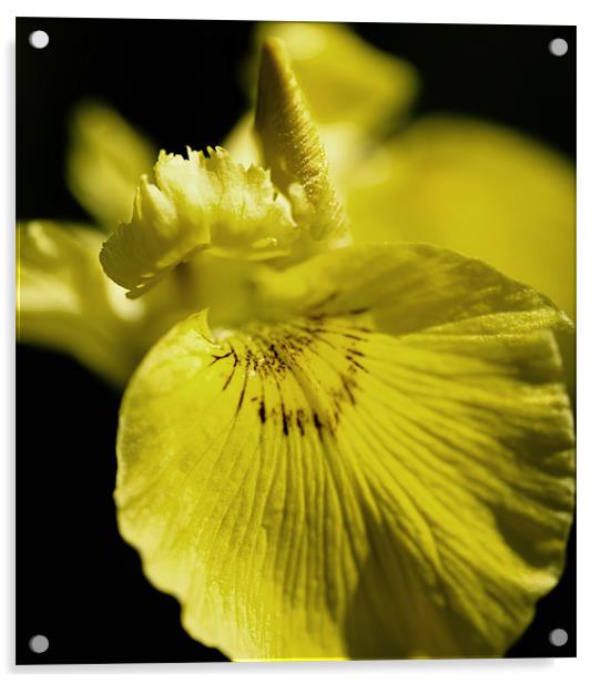 Yellow Iris Acrylic by Mary Lane