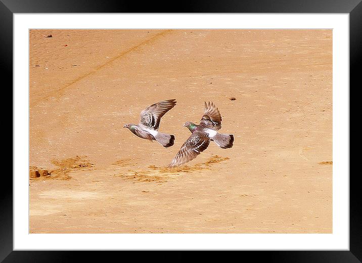 Beach Pigeons Framed Mounted Print by Jacqui Kilcoyne
