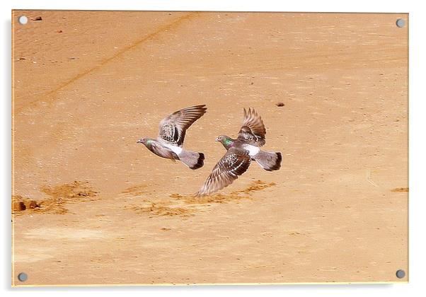 Beach Pigeons Acrylic by Jacqui Kilcoyne