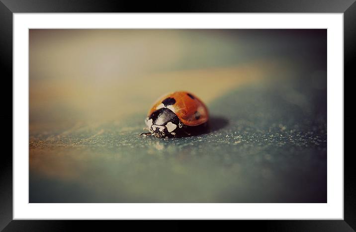 Macro ladybird. Framed Mounted Print by Rosanna Zavanaiu