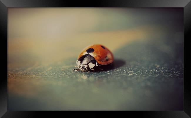Macro ladybird. Framed Print by Rosanna Zavanaiu