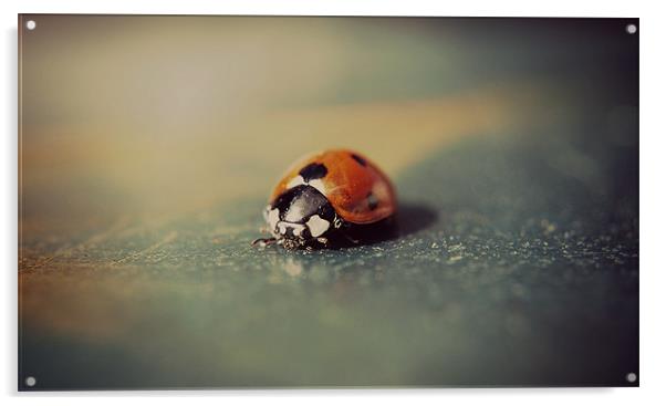 Macro ladybird. Acrylic by Rosanna Zavanaiu