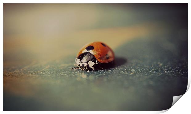 Macro ladybird. Print by Rosanna Zavanaiu